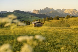 Meadow with wooden hut and mountain panorama in the golden evening light, Alpe di Siusi, Dolomites,