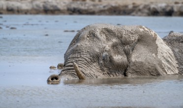 African elephant (Loxodonta africana), adult, swimming in a waterhole, animal portrait, Nxai Pan