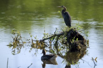 A bird sits on a branch in the lake while another swims through the water, Purple Heron, (Ardea