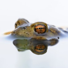 Toad eyes... Common toad (Bufo bufo), male toad waiting in spawning waters for a female ready to