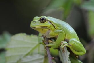 In the brambles... European tree frog (Hyla arborea) in its natural habitat, frog sits on a thorny