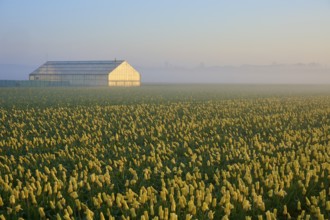 Greenhouse at the edge of a huge tulip field at sunrise and fog, Sassenheim, province of South