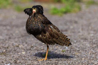 Brown feathered bird standing on gravel, blurred green in the background, Ruff (Calidris pugnax,