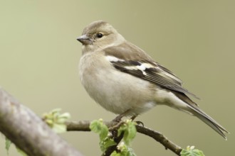 Female chaffinch in spring... Chaffinch (Fringilla coelebs), adult bird, common, well-known native