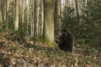 Roaming... European brown bear (Ursus arctos), young bear, young wandering through a forest, native