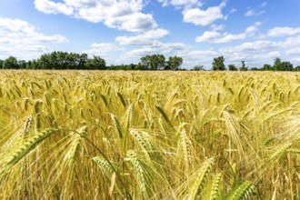 Grain field, in front of harvest, barley, near Bottrop-Kirchhellen, North Rhine-Westphalia,