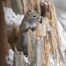 Sneezy... American red squirrel (Tamiasciurus hudsonicus), looking out of an old, broken tree stump