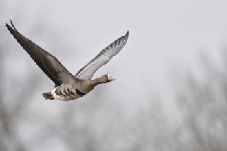 Flight photo... White-fronted goose (Anser albifrons), flying goose, wild goose in flight on the