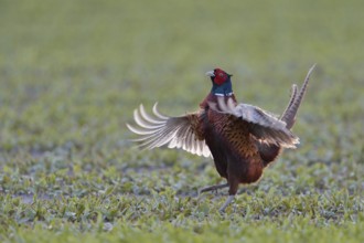 Early in the morning... Hunting pheasant (Phasianus colchicus), pheasant asserts its territorial