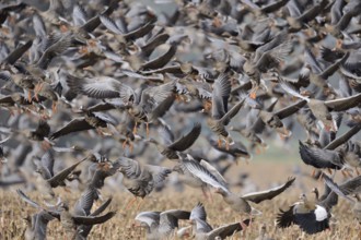 Wild geese, mainly white-fronted geese (Anser albifrons) fly up in panic after a disturbance, large