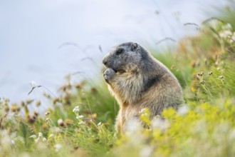 Alpine marmot (Marmota marmota) in autumn, Grossglockner, High Tauern National Park, Austria,