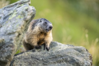 Alpine marmot (Marmota marmota) in autumn, Grossglockner, High Tauern National Park, Austria,