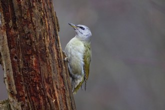 Grey-headed Woodpecker (Picus canus) wbl Germany