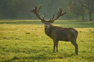 Red deer (Cervus elaphus), majestic stag standing in a meadow in the early morning light, Germany,