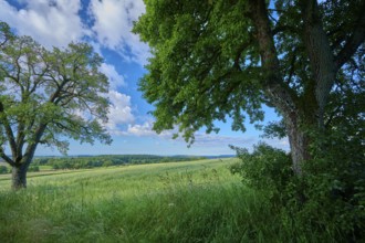 Green fields and trees with a blue sky in the background, summer, Katzenbuckel, Waldbrunn,