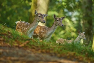 Fallow deer (Dama dama), female, group of fallow deer with fawn looking around attentively in the