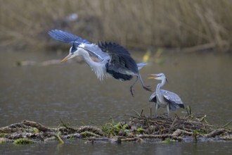 Grey heron (Ardea cinerea), copula, nest on floating roots of water lily in front of reeds, Neckar
