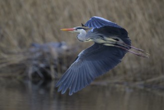 Grey heron (Ardea cinerea), in flight, heron breeding in the reeds behind, Neckar valley,