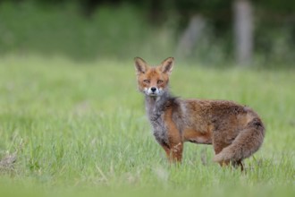 Surprised...Red fox (Vulpes vulpes) with an attentive look in a meadow in Sauerland, Sauerland,
