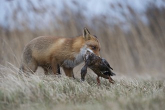 With mallard... Red fox (Vulpes vulpes), fox with prey in catch, has captured a duck, successful