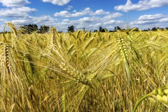 Grain field, in front of harvest, barley, near Bottrop-Kirchhellen, North Rhine-Westphalia,