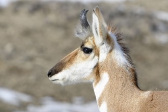 Pronghorn... Pronghorn (Antilocapra americana) pronghorn, pronghorn antelope or pronghorn antelope