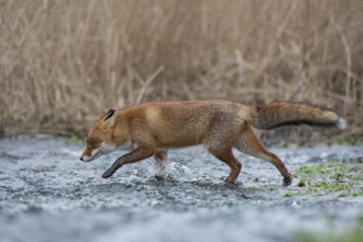 Off through the water... Red fox (Vulpes vulpes) running through a stream, crossing a body of