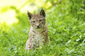 Eurasian lynx (Lynx lynx) youngster on a meadow, Bavaria, Germany, Europe