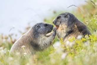 Alpine marmot (Marmota marmota) in autumn, Grossglockner, High Tauern National Park, Austria,
