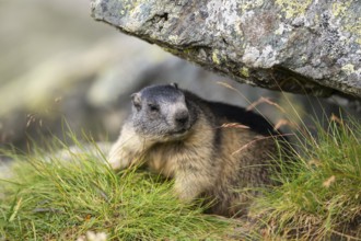 Alpine marmot (Marmota marmota) youngster in autumn, Grossglockner, High Tauern National Park,