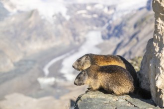 Alpine marmot (Marmota marmota) in autumn, Grossglockner, High Tauern National Park, Austria,