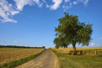 A single apple tree on a country lane with a bench, surrounded by fields under a blue sky, summer,