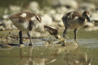 Egyptian goose (Alopochen aegyptiaca) young bird eating fish waste in a gravel pit, Allgäu,