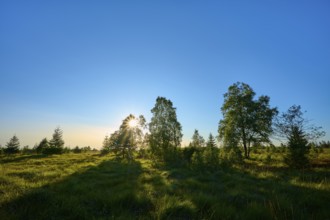 Sunbeams break through the trees in a green landscape under a clear sky, High Fens, Eifel, Liège,