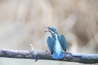 Kingfisher (Alcedo atthis) Germany