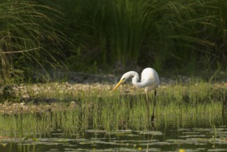 Great White Egret (Ardea alba), water, hunting, Lower Austria