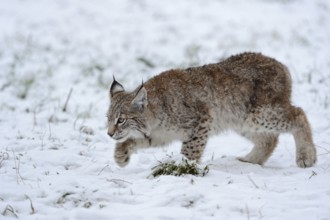 Creeping along... Eurasian lynx (Lynx lynx), young lynx hunting mice in the snow, Germany, Western