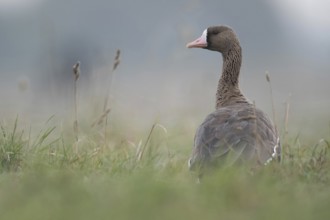 Looking round... White-fronted goose (Anser albifrons), wintering wild goose in the tall grass of a