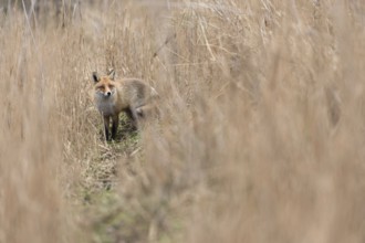 Caution... Red fox (Vulpes vulpes) standing on a fox pass in high, dry reed grass. is suspicious,