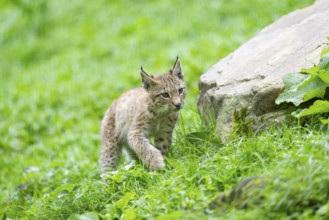 Eurasian lynx (Lynx lynx) youngster on a meadow, Bavaria, Germany, Europe