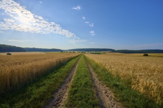 A field path leads through golden grain fields under a bright blue sky with few clouds, summer,
