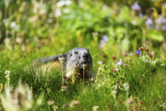 Alpine marmot (Marmota marmota) in autumn, Grossglockner, High Tauern National Park, Austria,