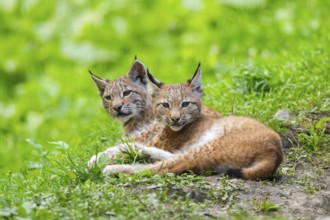 Eurasian lynx (Lynx lynx) youngsters on a meadow, Bavaria, Germany, Europe