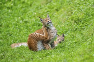 Eurasian lynx (Lynx lynx) youngster on a meadow, Bavaria, Germany, Europe