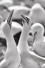 Gannet (Morus bassanus) on bird cliffs, pair courtship display, monochrome, Helgoland Island,