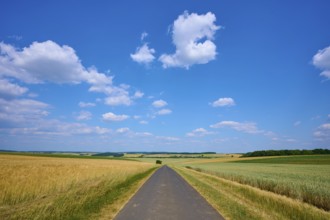 Country road between golden wheat fields, blue sky with white clouds, summer, Thüngen, Main
