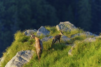 Two chamois on rocky terrain with panorama in the evening light, chamois, chamois, (Rupicapra