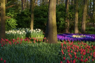 A section of woodland lined with tulips, daffodils and hyacinths in lush flowerbeds, Keukenhof,