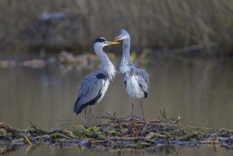 Grey heron (Ardea cinerea), breeding pair building a nest on the floating roots of the water lily,