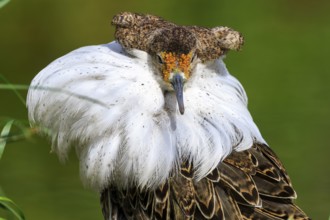 Close-up of a bird with white plumage and detailed feathers, Ruff (Calidris pugnax, Syn.: